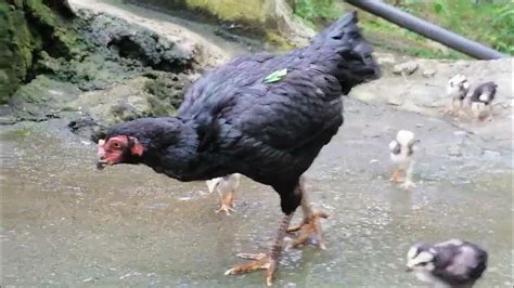 babaeng manok